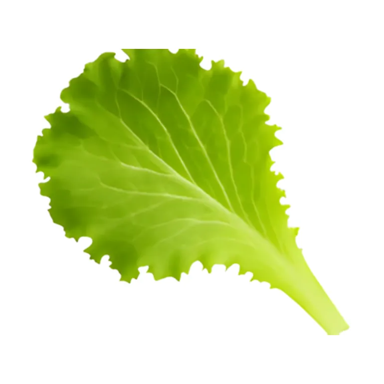 Lettuce